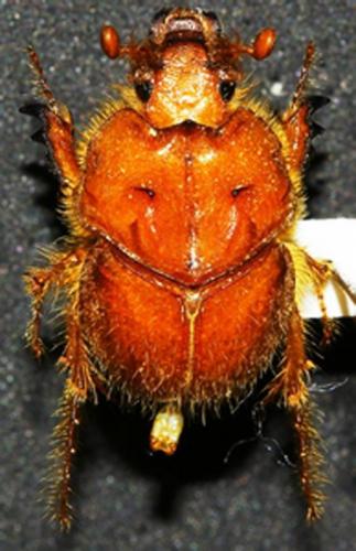 Réf. 253 316 : Pseudoathyreus sp.